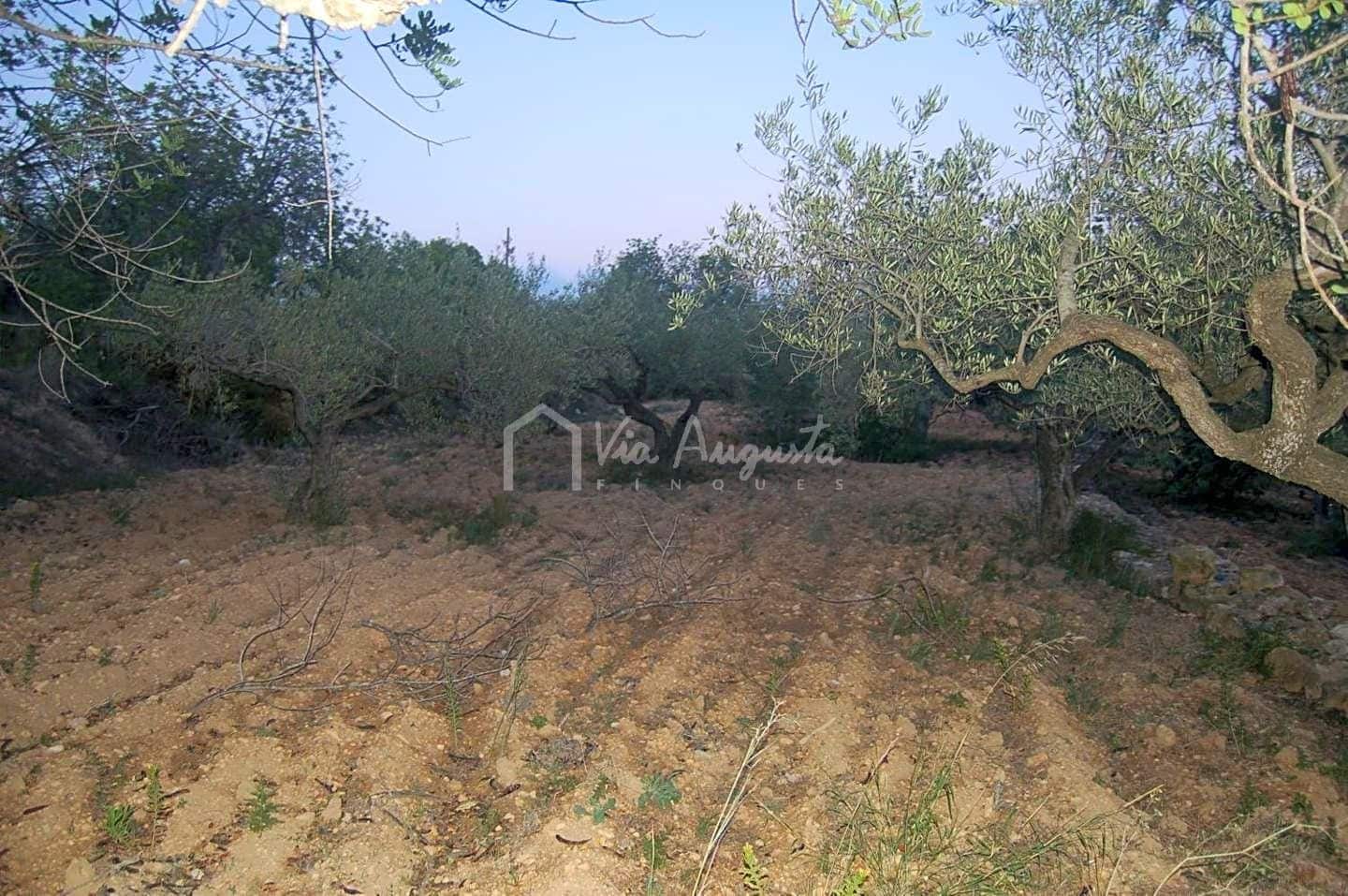 Teren niezagospodarowany na sprzedaż w El Perello - 44 000 € (Ref: 4985339)