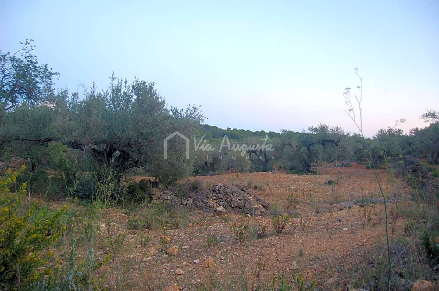 Teren niezagospodarowany na sprzedaż w El Perello - 44 000 € (Ref: 4985339)