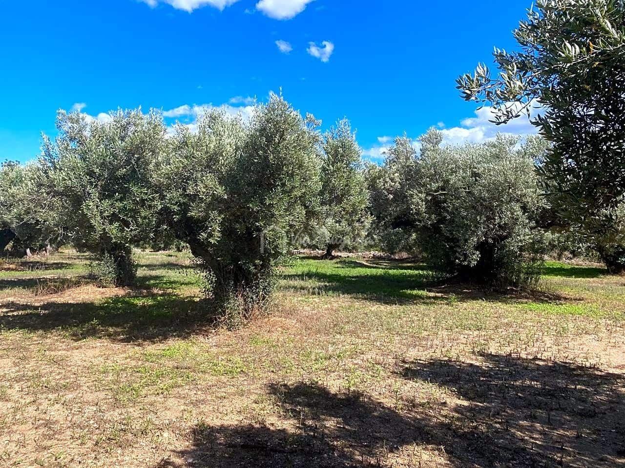 Ubebygd land til salgs i Aldover - € 70 000 (Ref: 5527108)