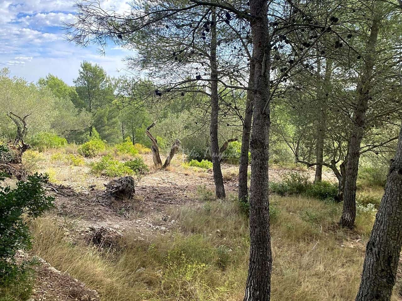 Ubebygd land til salgs i El Perello - € 38 000 (Ref: 5755887)
