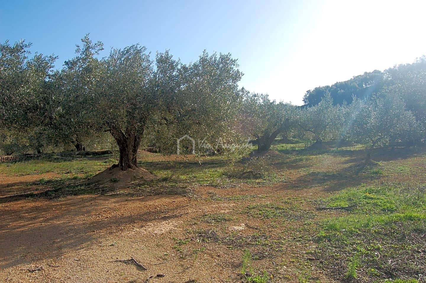 Teren niezagospodarowany na sprzedaż w El Perello - 118 000 € (Ref: 5883524)