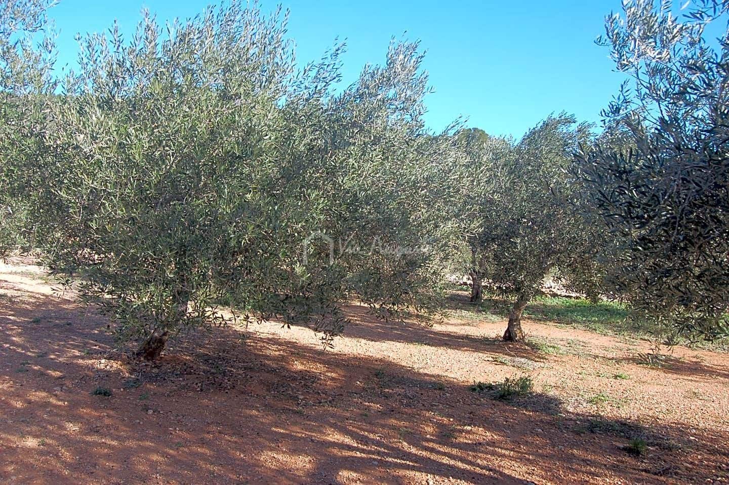 Teren niezagospodarowany na sprzedaż w El Perello - 118 000 € (Ref: 5883524)