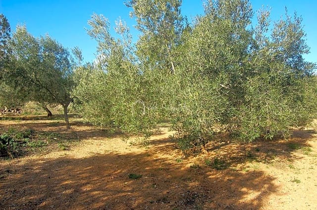 Undeveloped Land for sale in El Perelló - € 118,000 (Ref: 5883524)