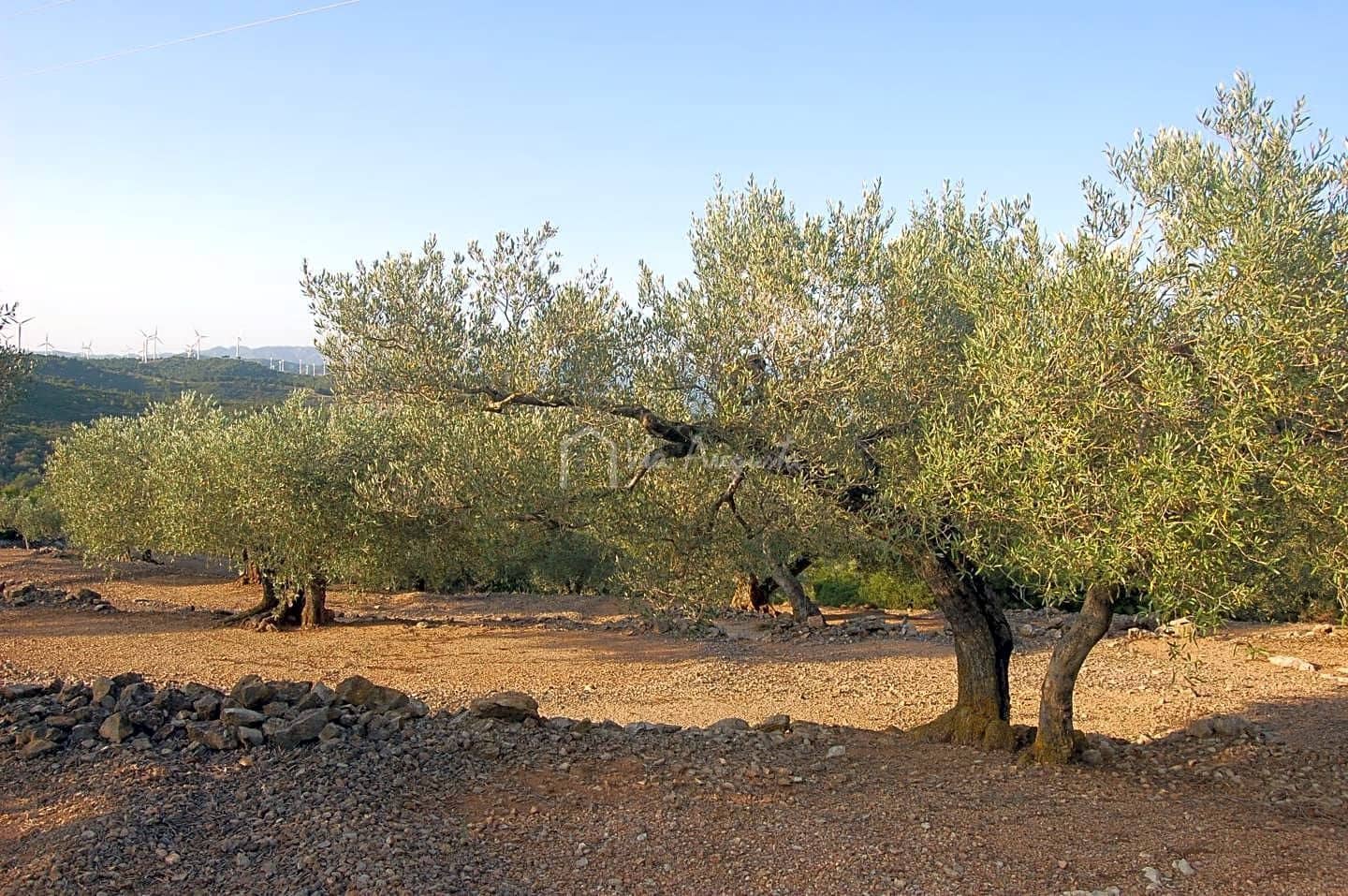 Grond te koop in El Perello - € 15.000 (Ref: 6224068)