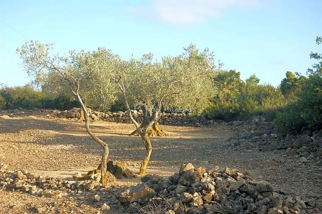 Ubebygd land til salgs i El Perelló - € 15 000 (Ref: 6224068)