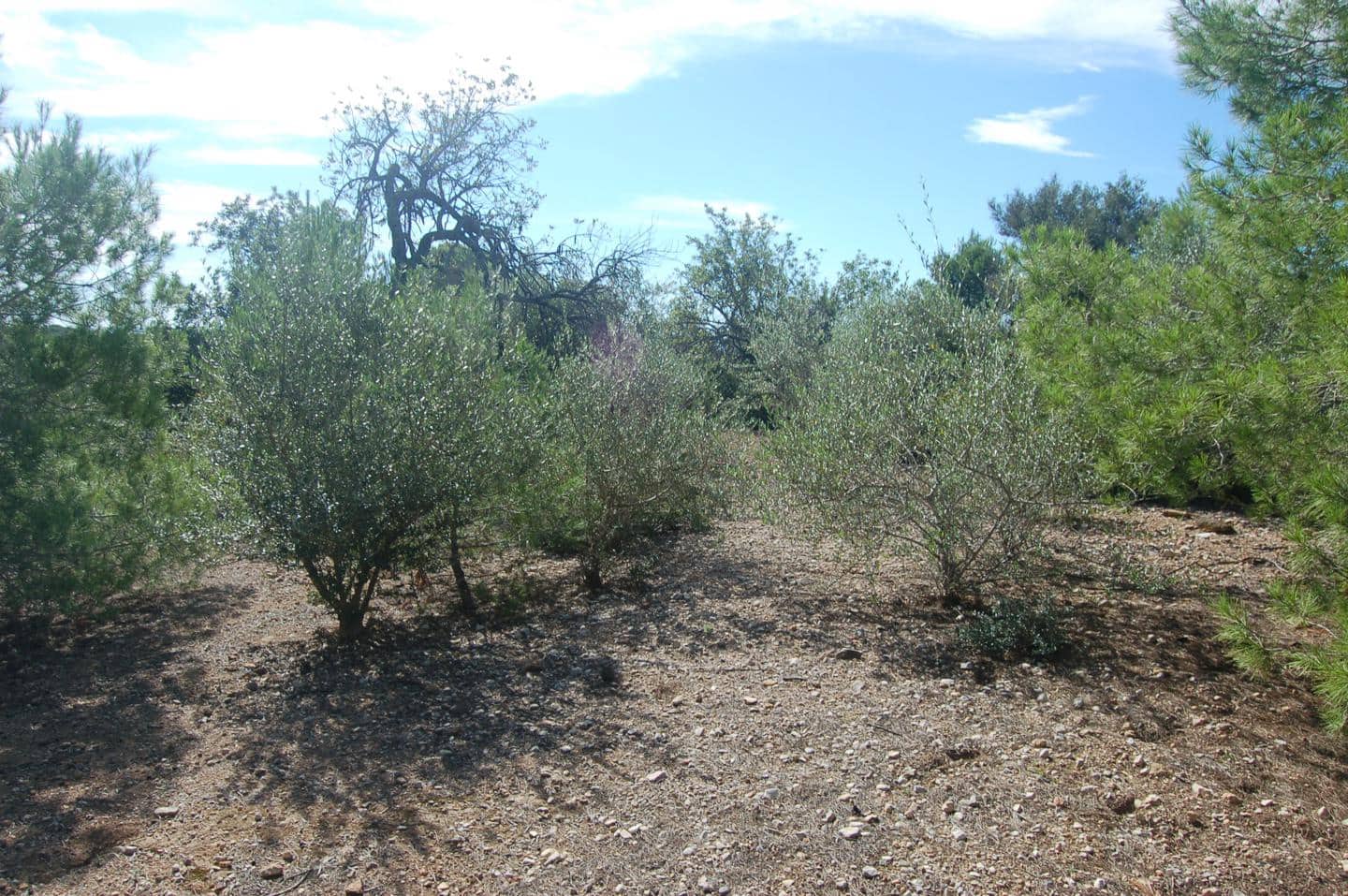 Grunde uden byggetilladelser til salg i L'Ampolla - € 80.000 (Ref: 6362528)