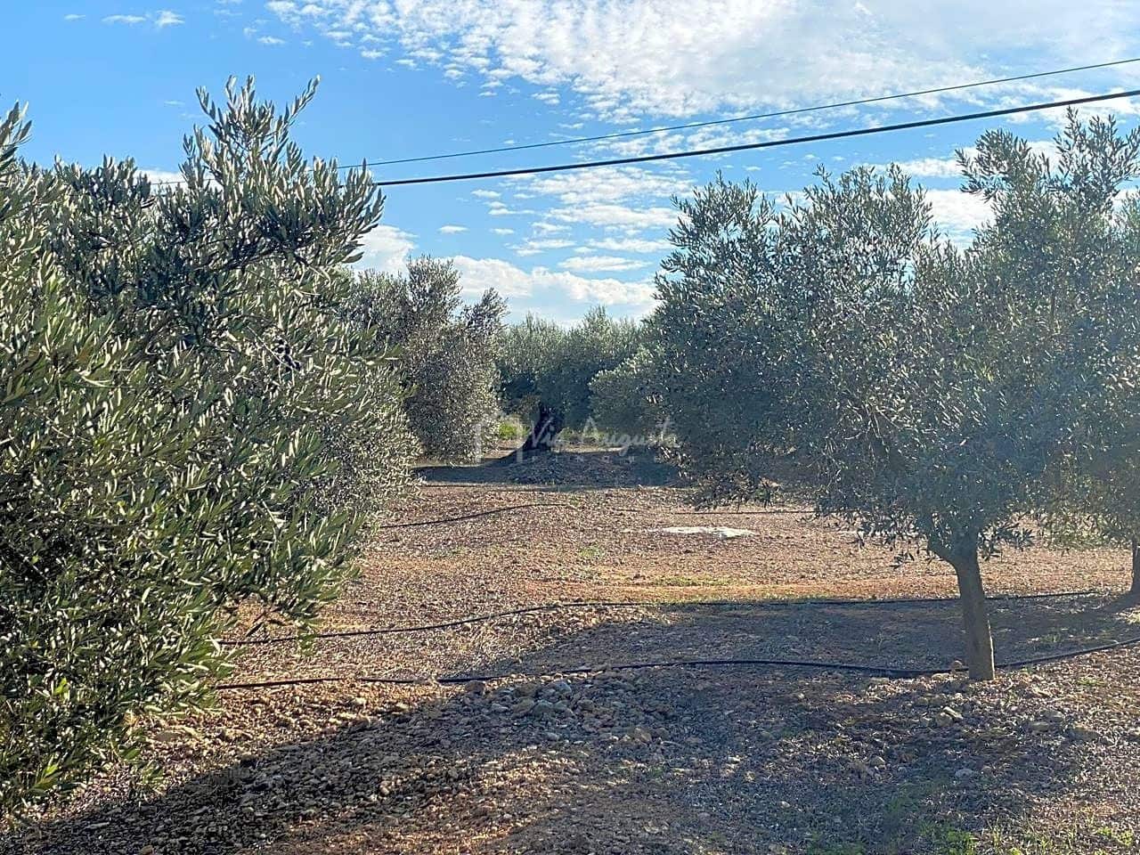 Grunde uden byggetilladelser til salg i Rasquera - € 45.000 (Ref: 6384705)