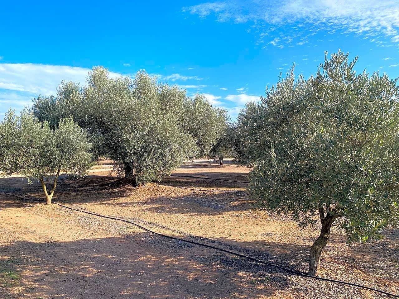 Grunde uden byggetilladelser til salg i Rasquera - € 45.000 (Ref: 6384705)