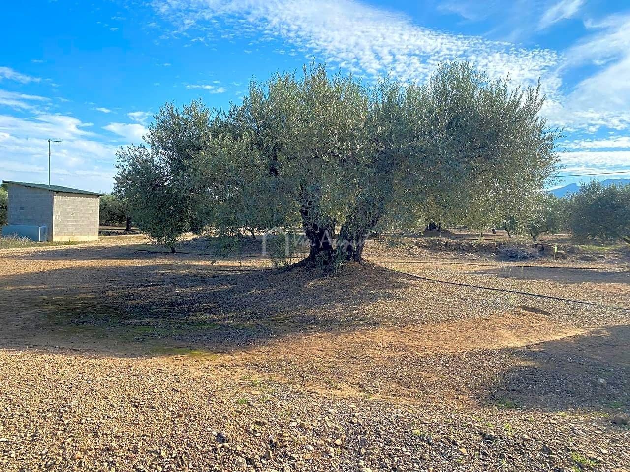 Grunde uden byggetilladelser til salg i Rasquera - € 45.000 (Ref: 6384705)