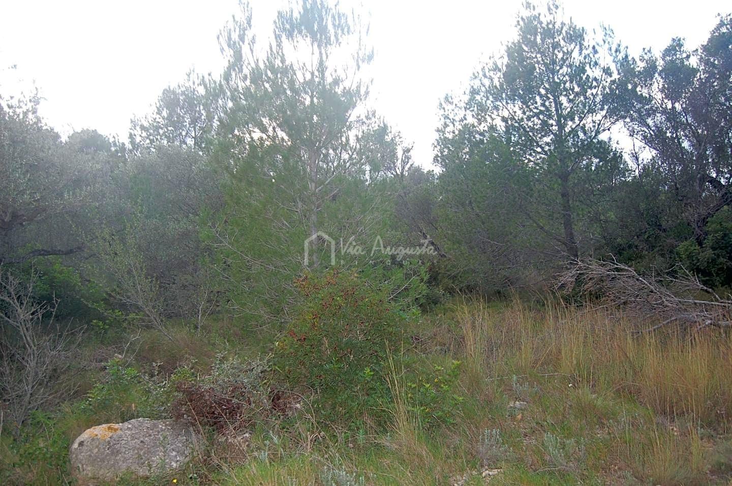 Rakentamaton maa myytävänä paikassa L'Ametlla de Mar - 59 000 € (Ref: 6440596)