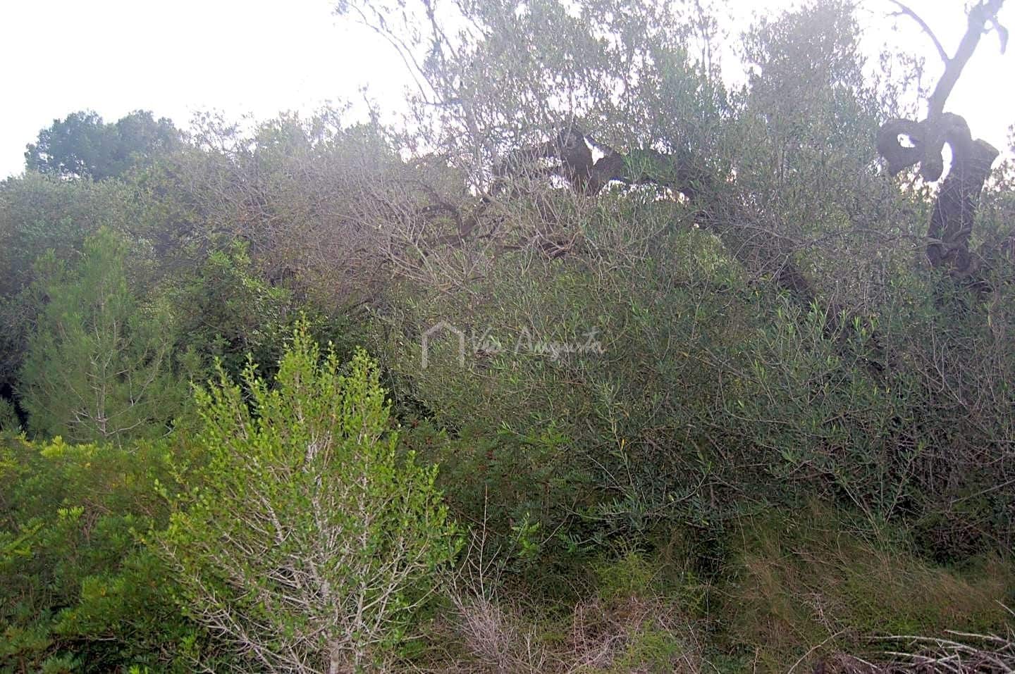 Rakentamaton maa myytävänä paikassa L'Ametlla de Mar - 59 000 € (Ref: 6440596)