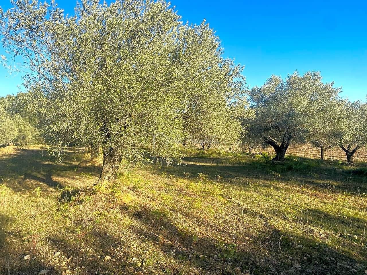 Mark till salu i El Perello - 20 000 € (Ref: 6594068)