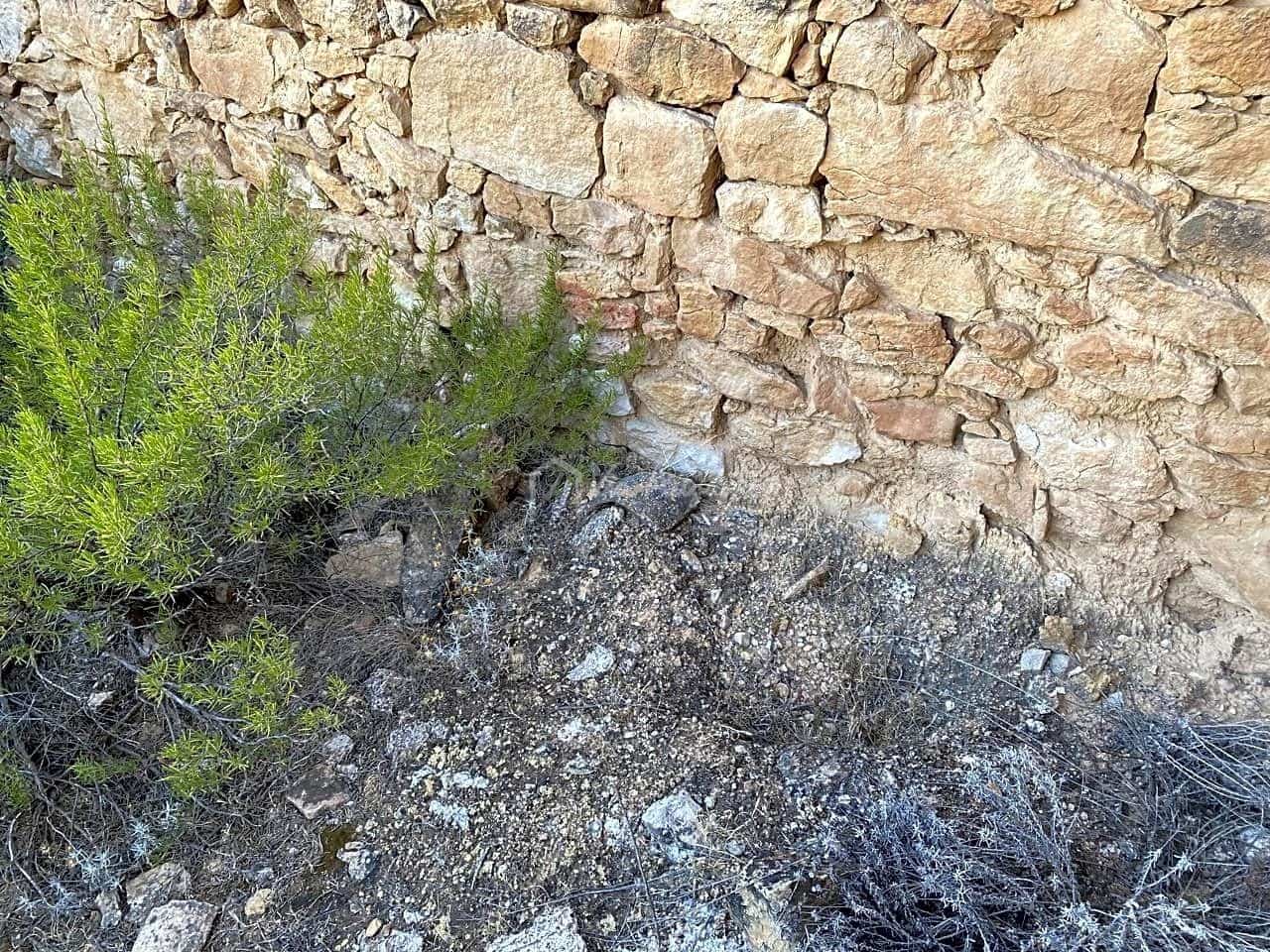 Grunde uden byggetilladelser til salg i Riba-roja d'Ebre - € 70.000 (Ref: 6905978)