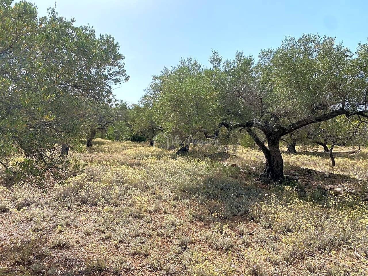 Terre non Aménagée à vendre à El Perello - 60 000 € (Ref: 6922961)