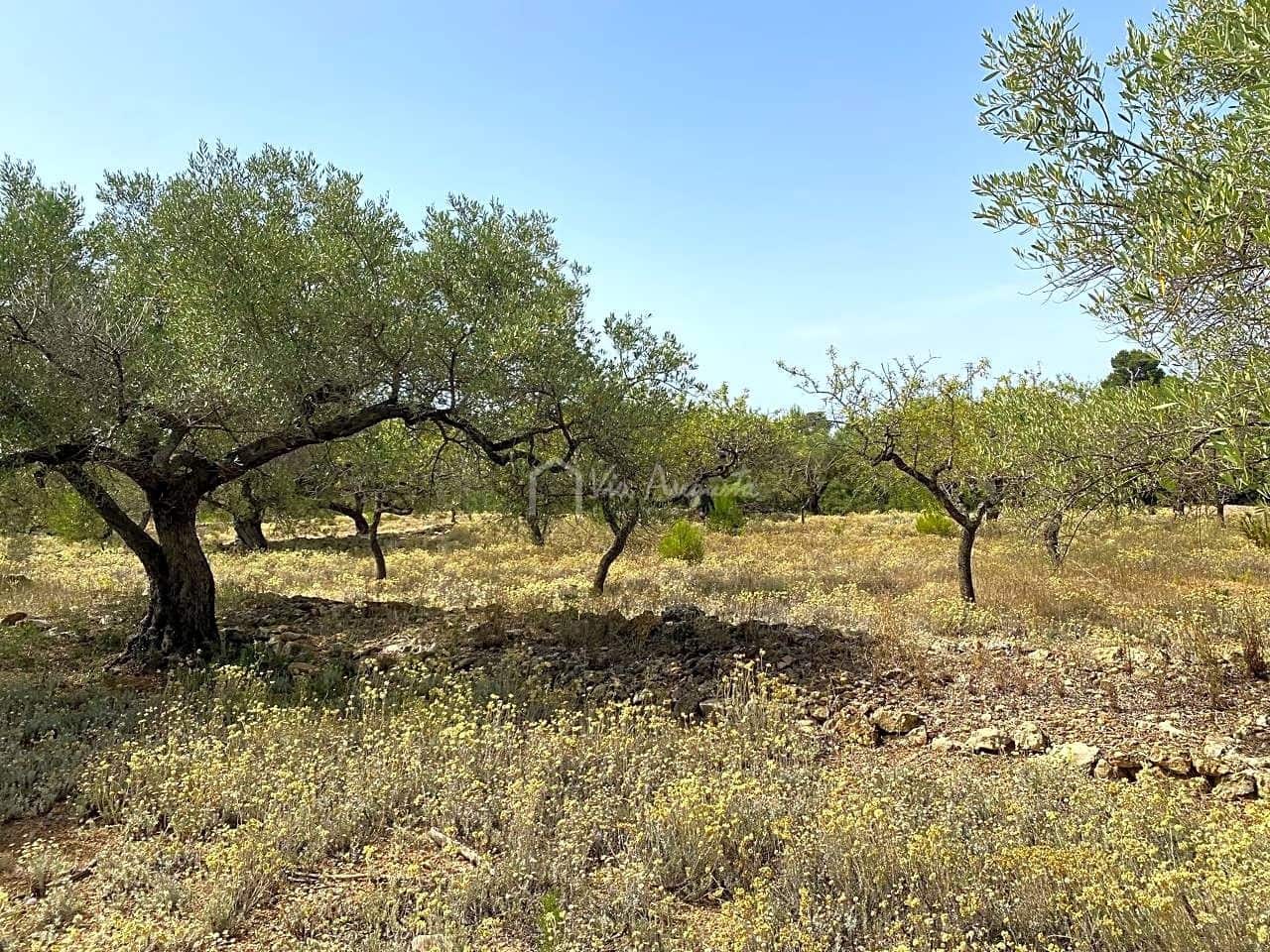 Terre non Aménagée à vendre à El Perello - 60 000 € (Ref: 6922961)