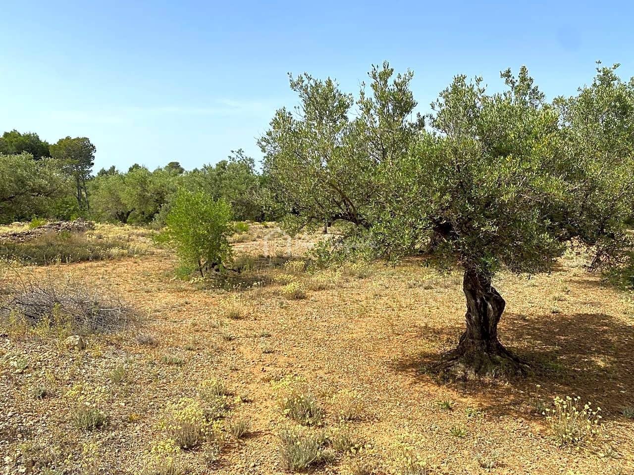 Terre non Aménagée à vendre à El Perello - 60 000 € (Ref: 6922961)