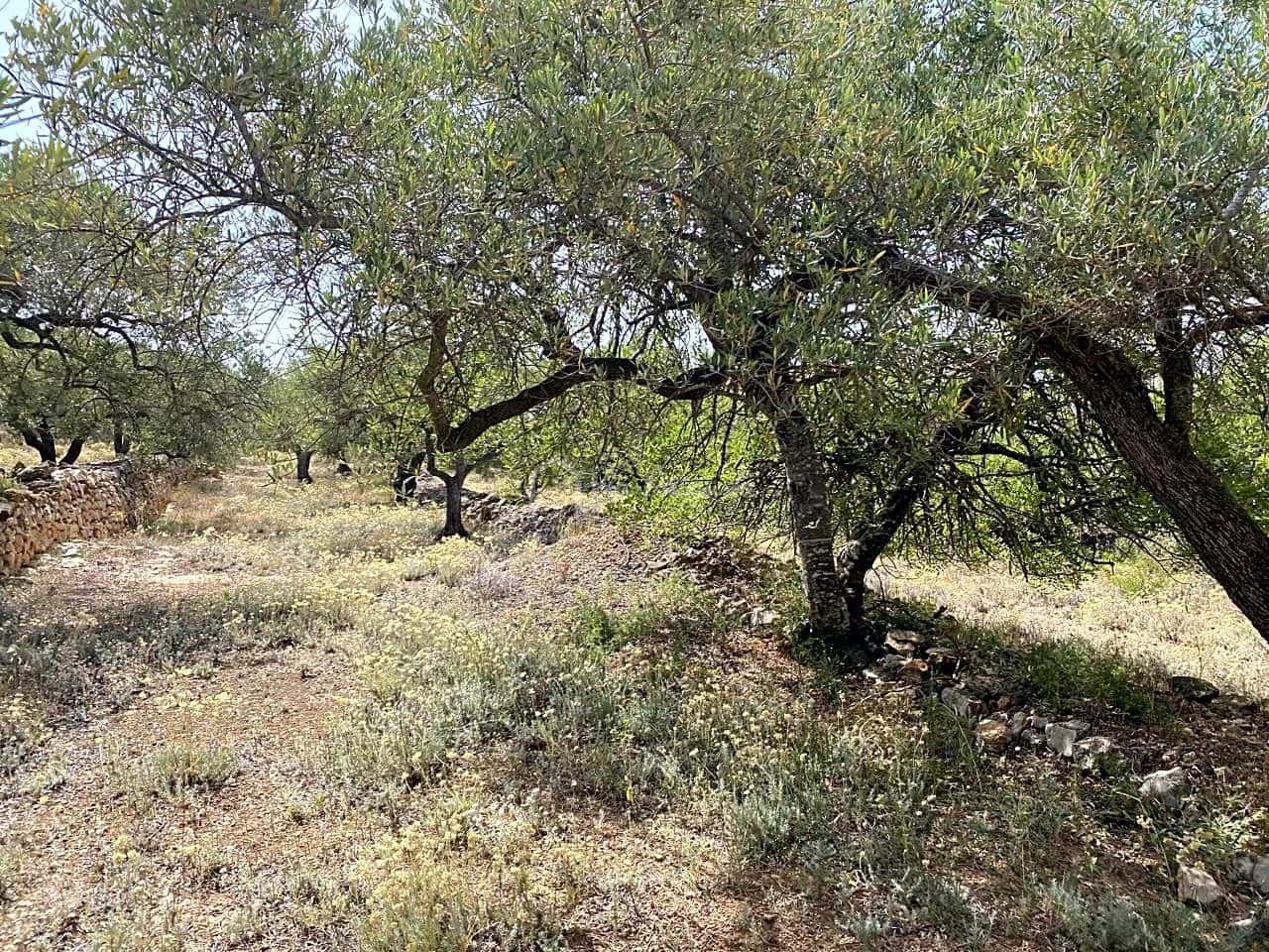 Terre non Aménagée à vendre à El Perello - 60 000 € (Ref: 6922961)