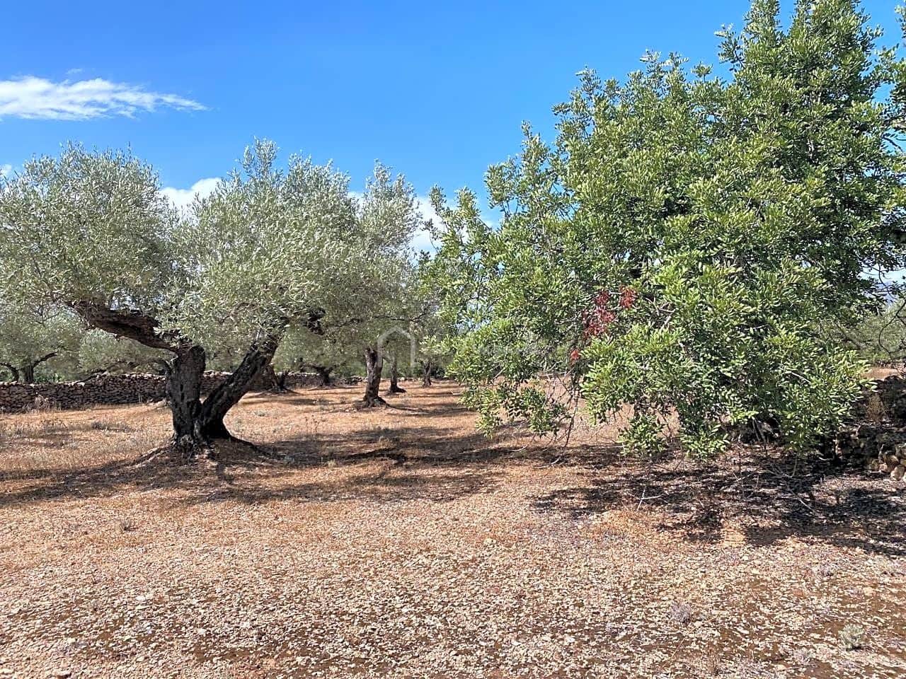 Teren niezagospodarowany na sprzedaż w El Perello - 25 000 € (Ref: 6951998)