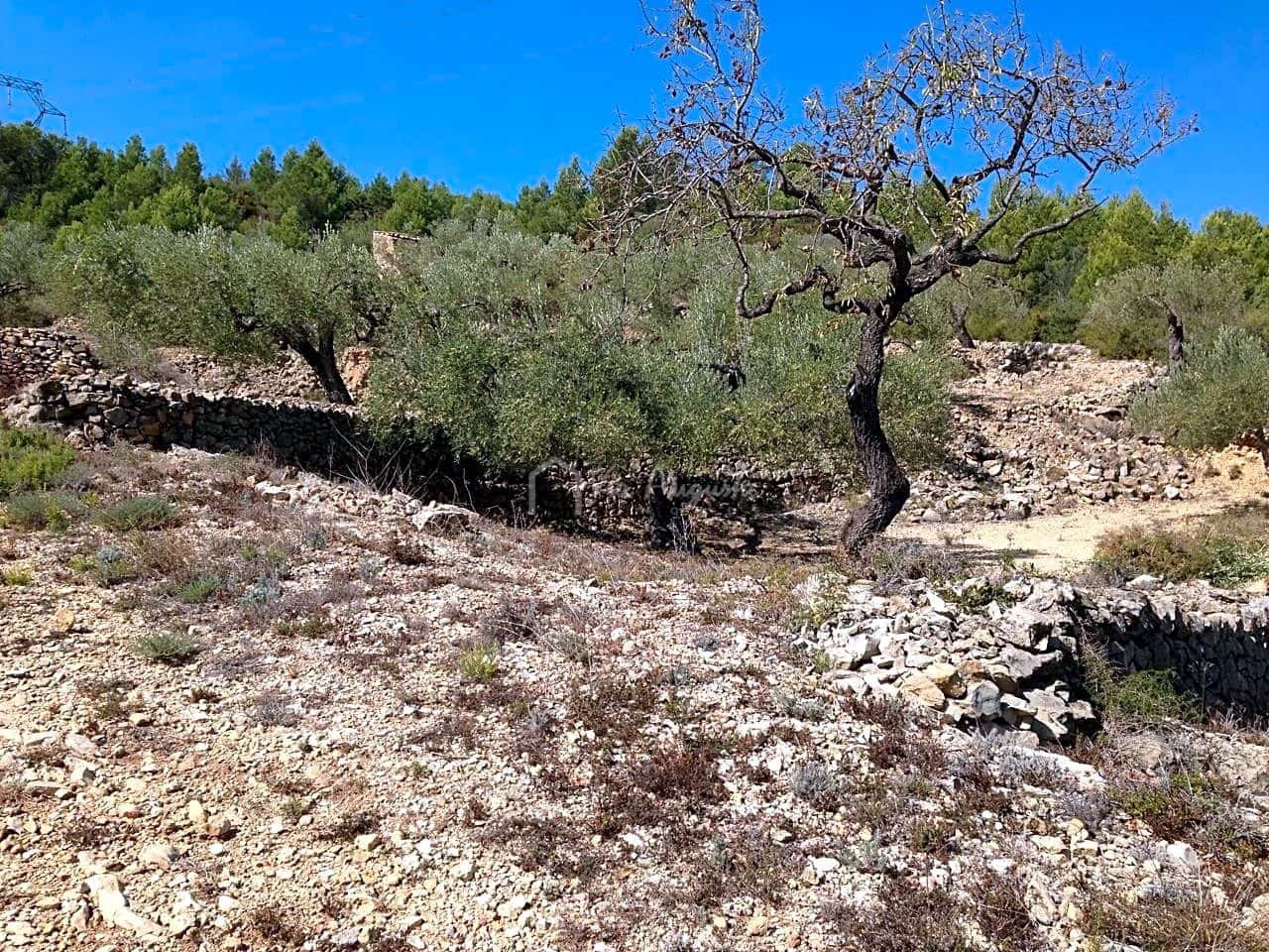 Ubebygd land til salgs i El Perello - € 13 000 (Ref: 7233755)
