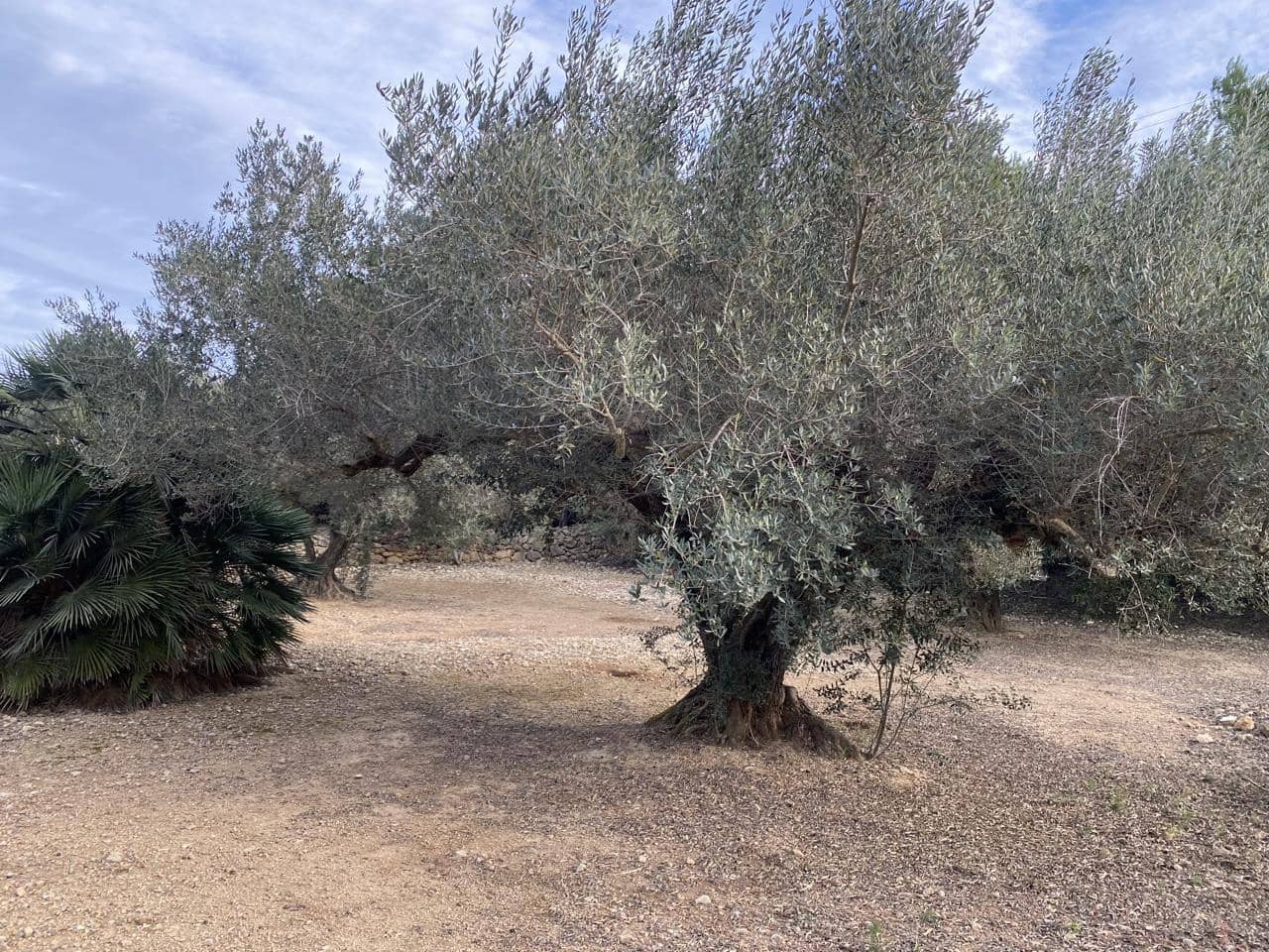 Undeveloped Land for sale in El Perello - € 42,000 (Ref: 7237276)
