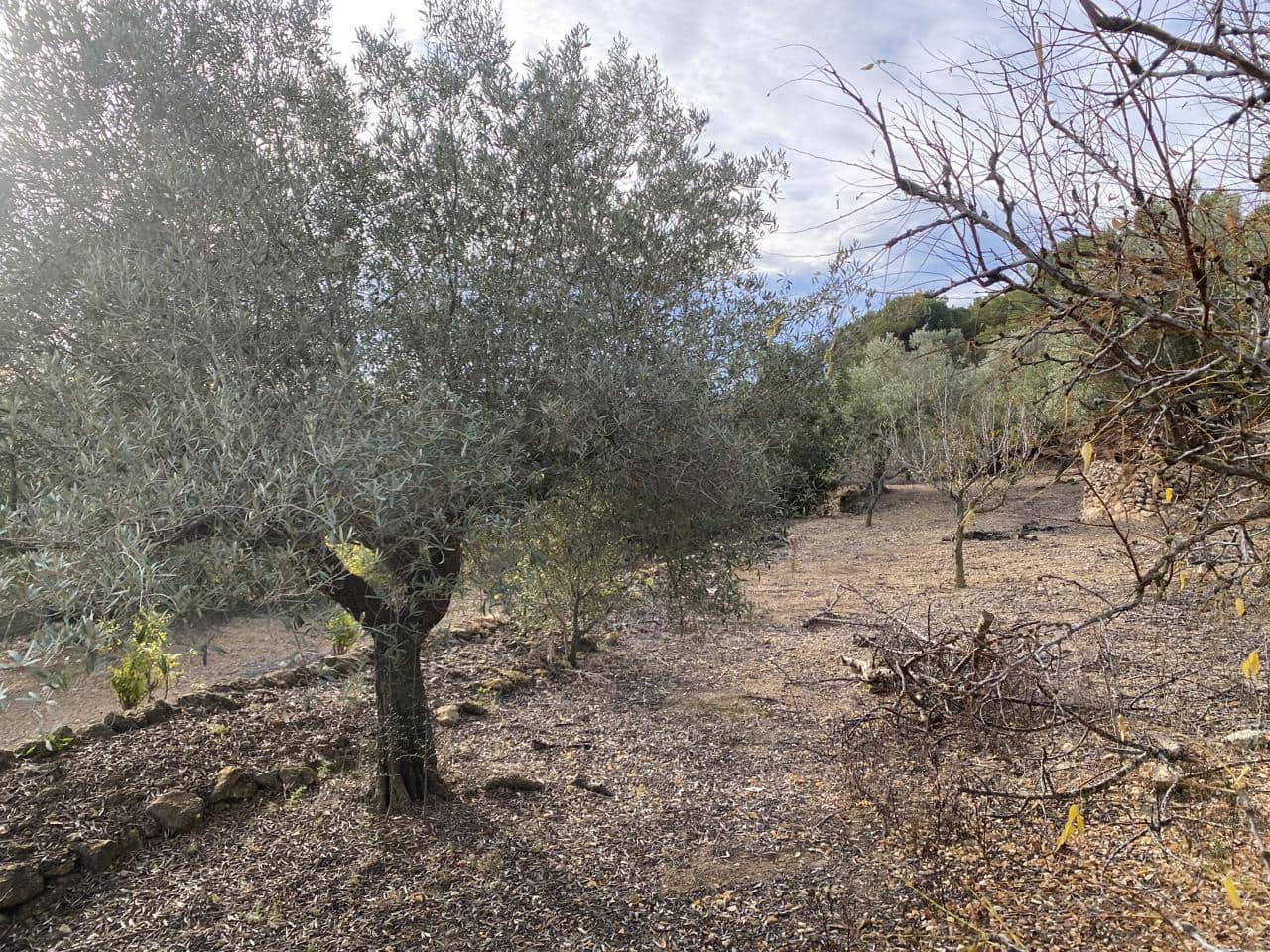 Undeveloped Land for sale in El Perello - € 42,000 (Ref: 7237276)
