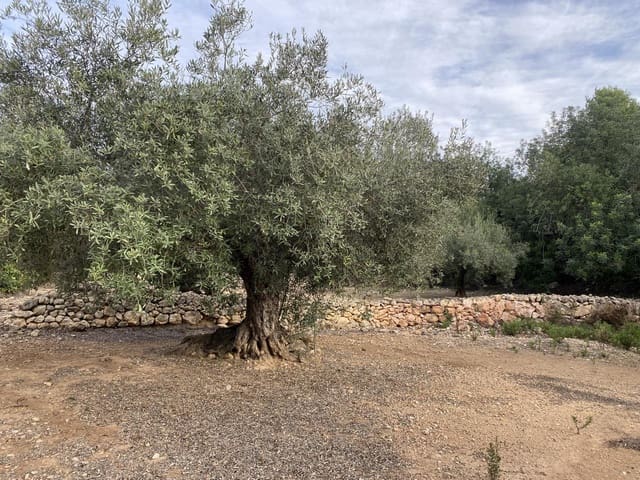 Undeveloped Land for sale in El Perelló - € 42,000 (Ref: 7237276)