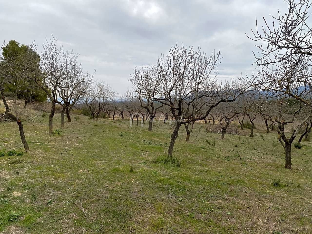 Grunde uden byggetilladelser til salg i Rasquera - € 35.000 (Ref: 7350878)