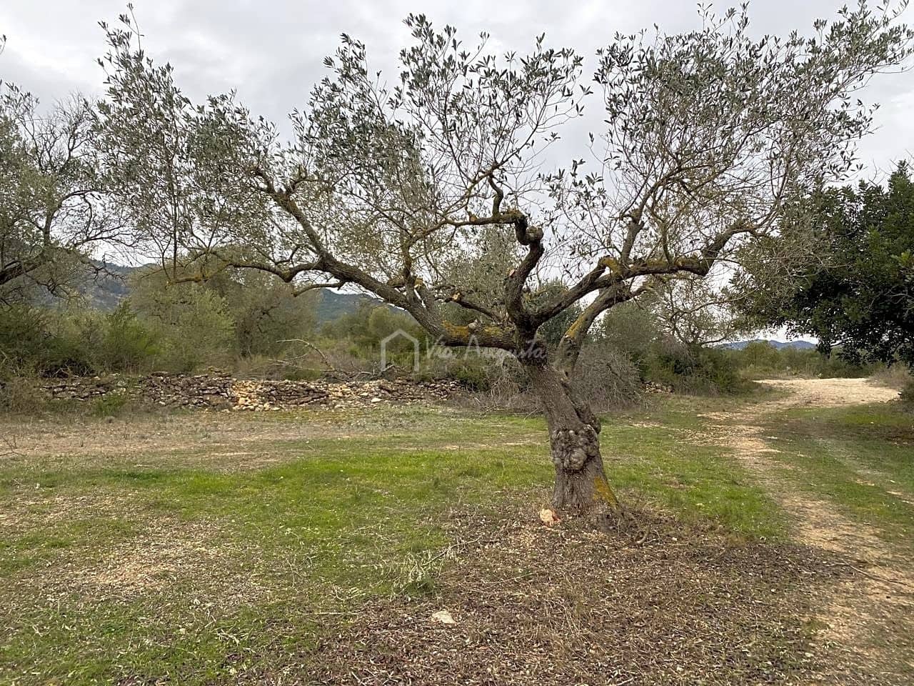 Grunde uden byggetilladelser til salg i Rasquera - € 35.000 (Ref: 7350878)