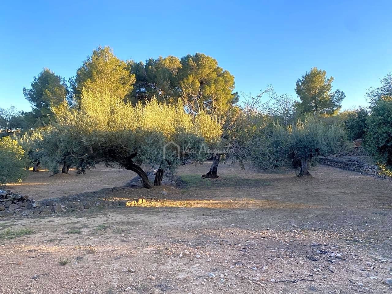 Undeveloped Land for sale in El Perello - € 29,000 (Ref: 7486549)