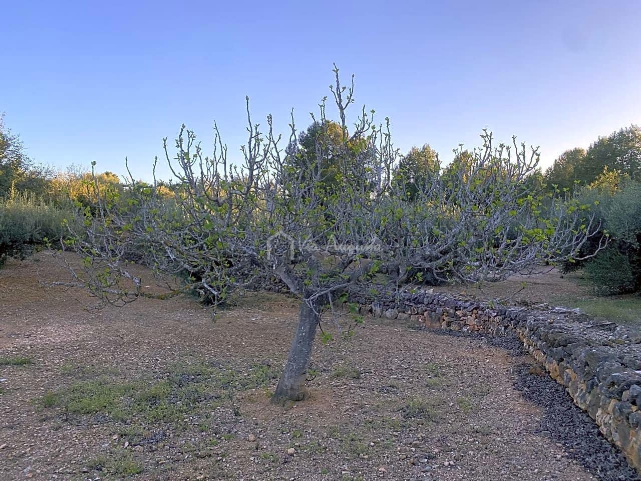 Undeveloped Land for sale in El Perello - € 29,000 (Ref: 7486549)