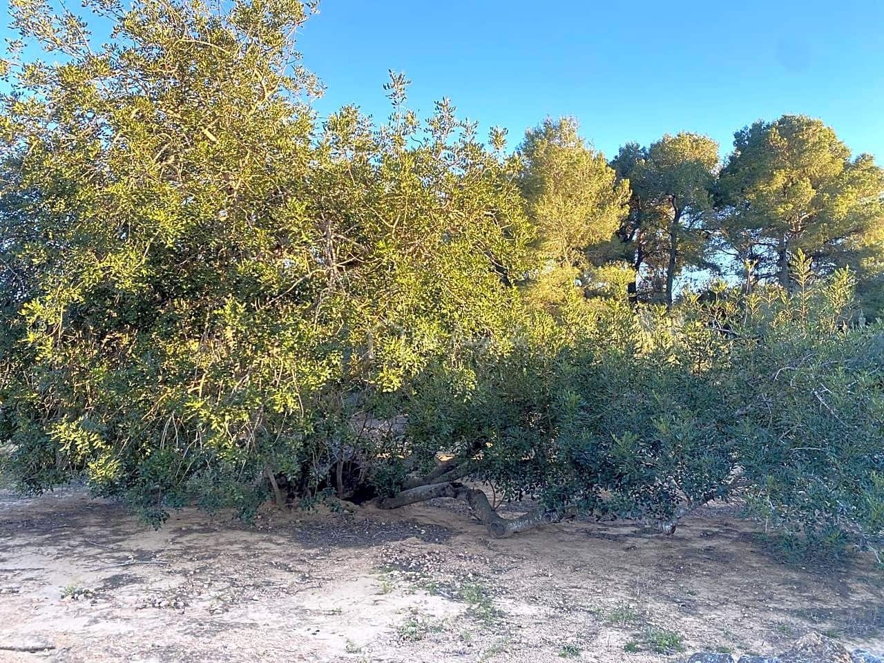 Undeveloped Land for sale in El Perello - € 29,000 (Ref: 7486549)