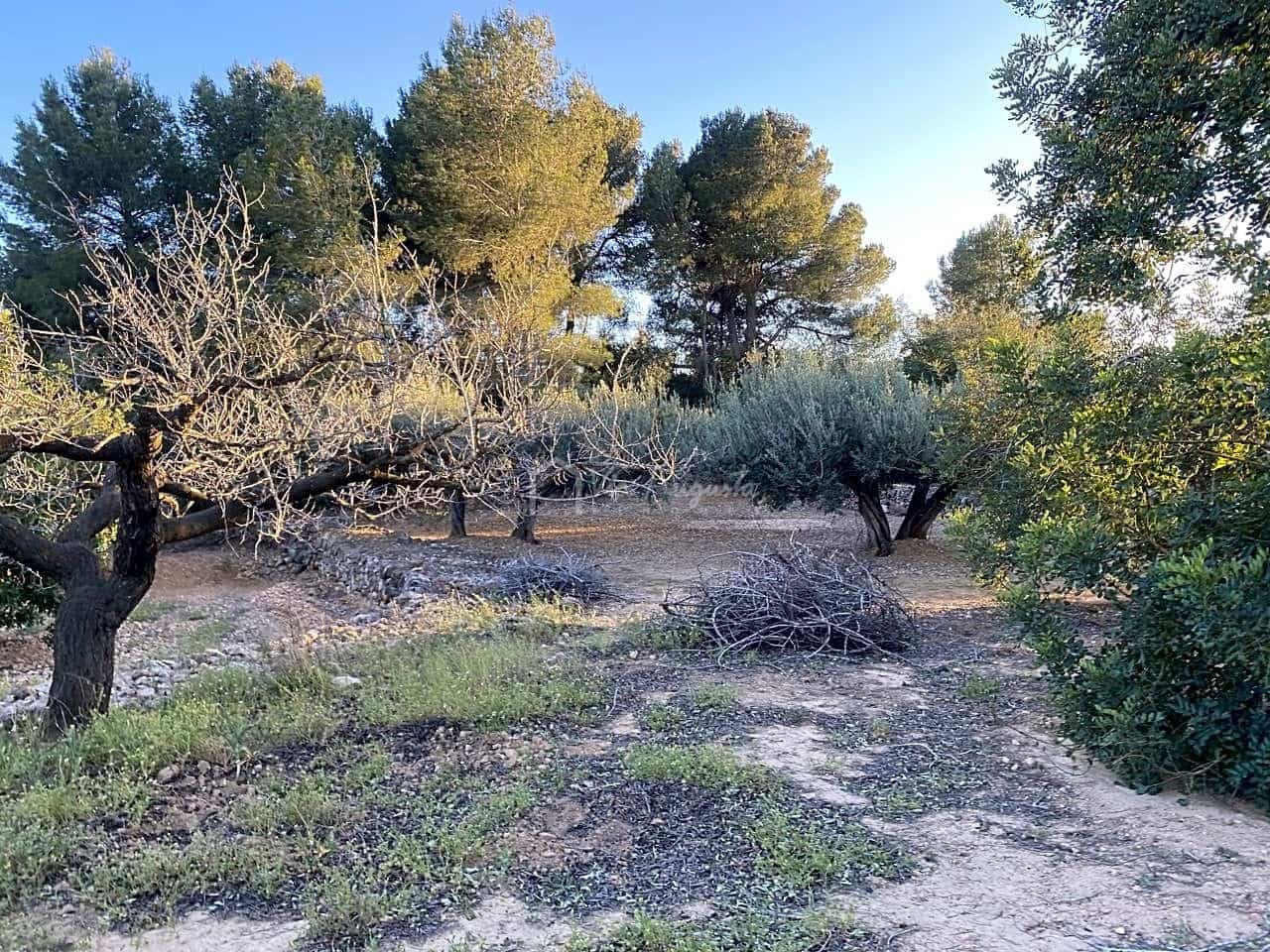 Undeveloped Land for sale in El Perello - € 29,000 (Ref: 7486549)