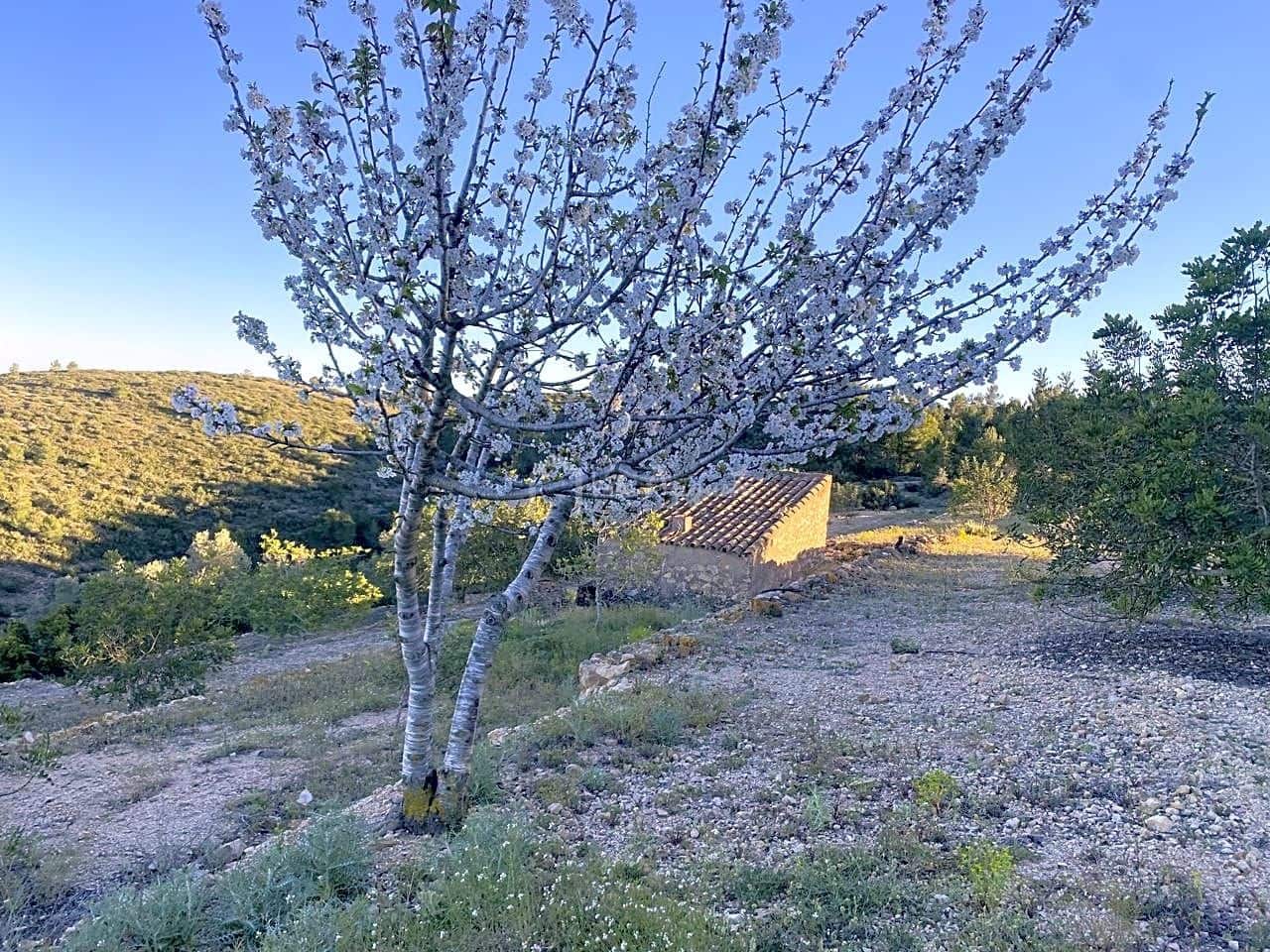 Grunde uden byggetilladelser til salg i El Perello - € 55.000 (Ref: 7486550)