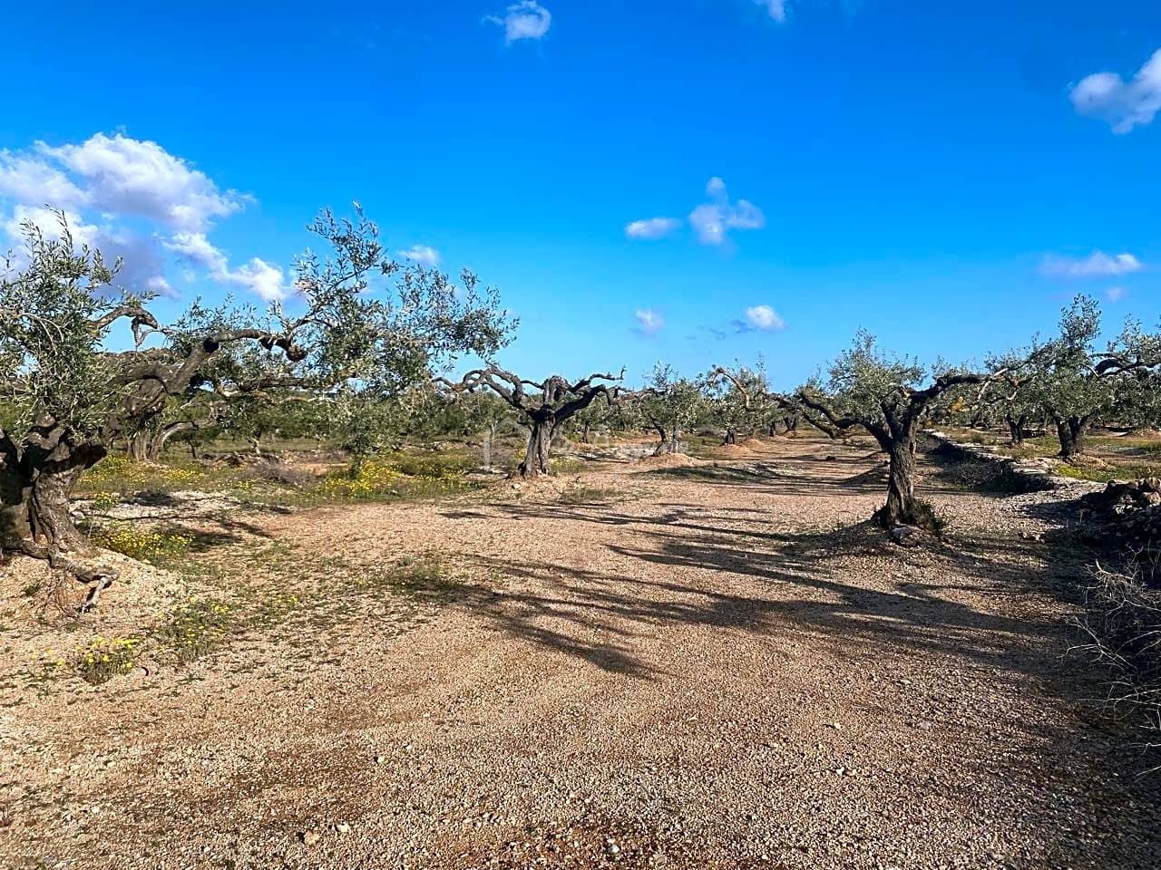 Undeveloped Land for sale in El Perello - € 65,000 (Ref: 7516027)