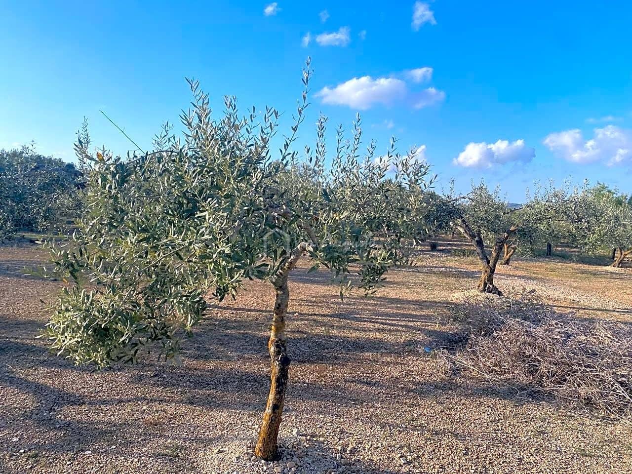 Undeveloped Land for sale in El Perello - € 65,000 (Ref: 7516027)