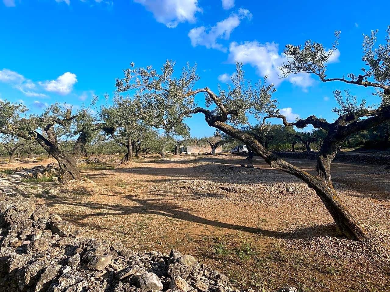 Undeveloped Land for sale in El Perello - € 65,000 (Ref: 7516027)