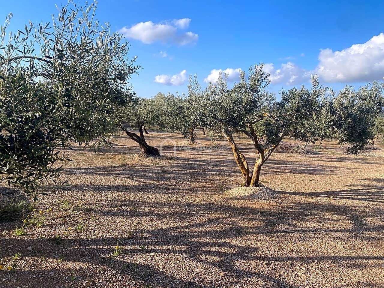 Undeveloped Land for sale in El Perello - € 65,000 (Ref: 7516027)