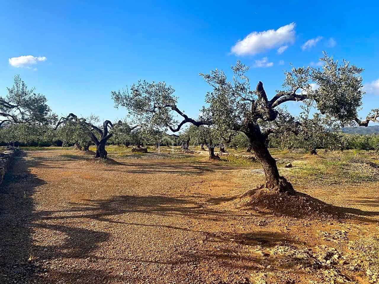 Undeveloped Land for sale in El Perello - € 65,000 (Ref: 7516027)