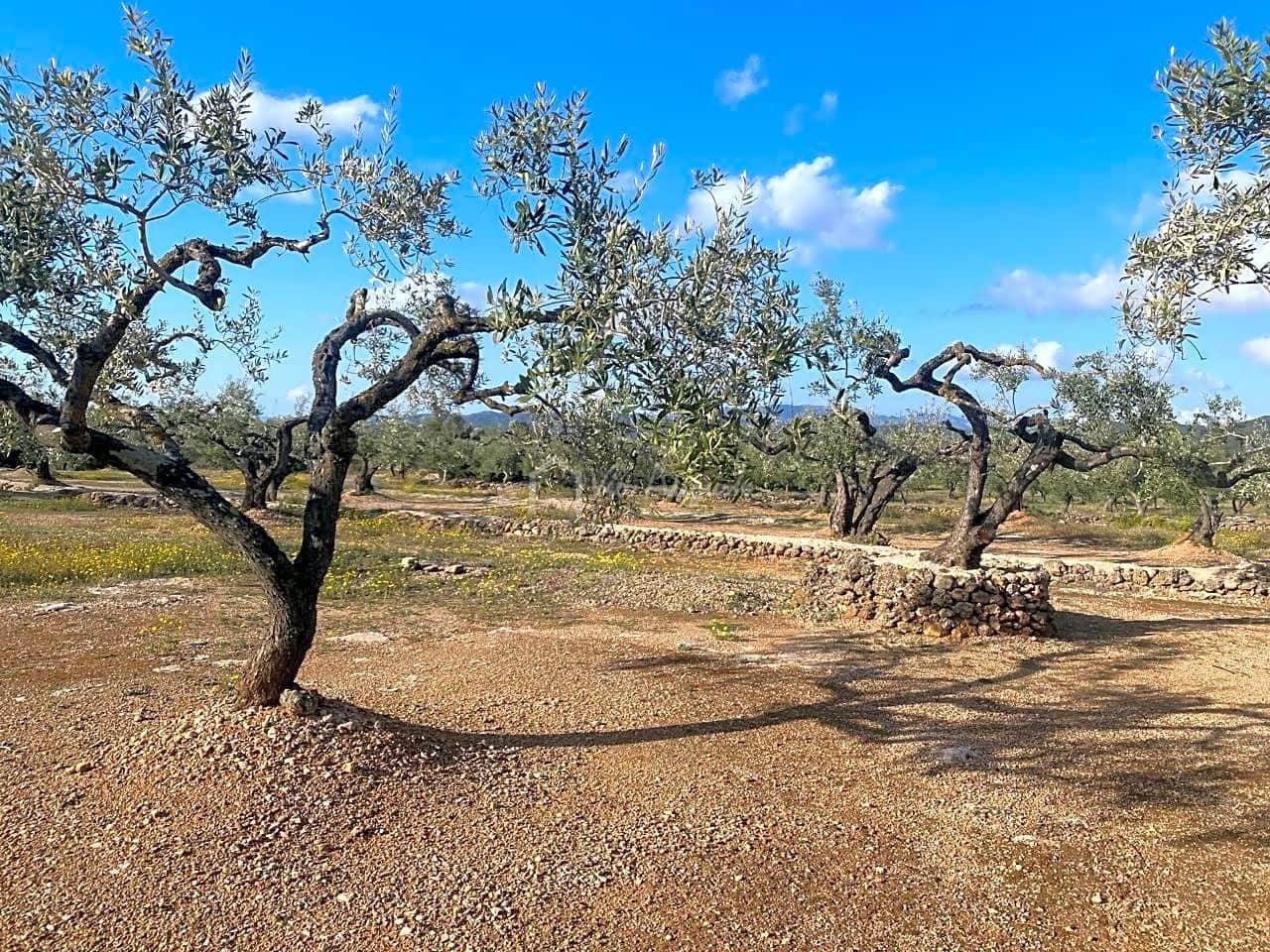 Undeveloped Land for sale in El Perello - € 65,000 (Ref: 7516027)