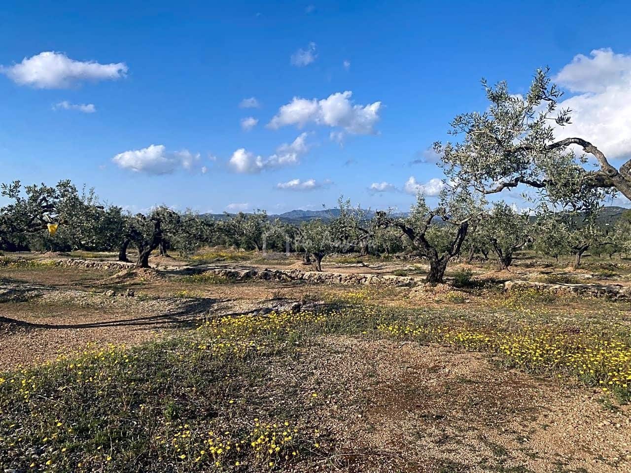 Undeveloped Land for sale in El Perello - € 65,000 (Ref: 7516027)