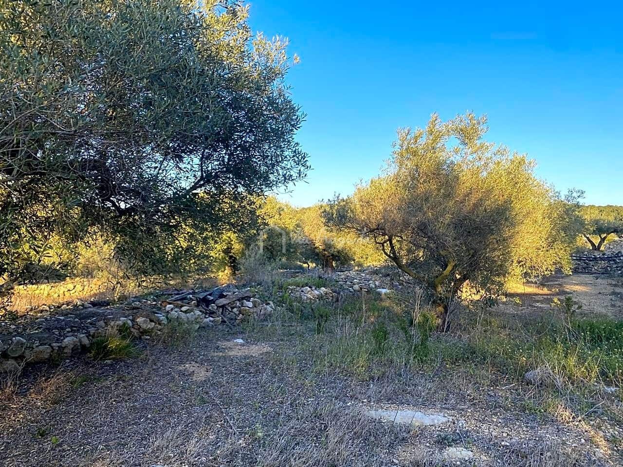 Mark till salu i El Perello - 250 000 € (Ref: 7546422)