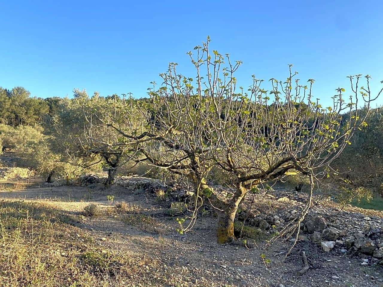 Mark till salu i El Perello - 250 000 € (Ref: 7546422)