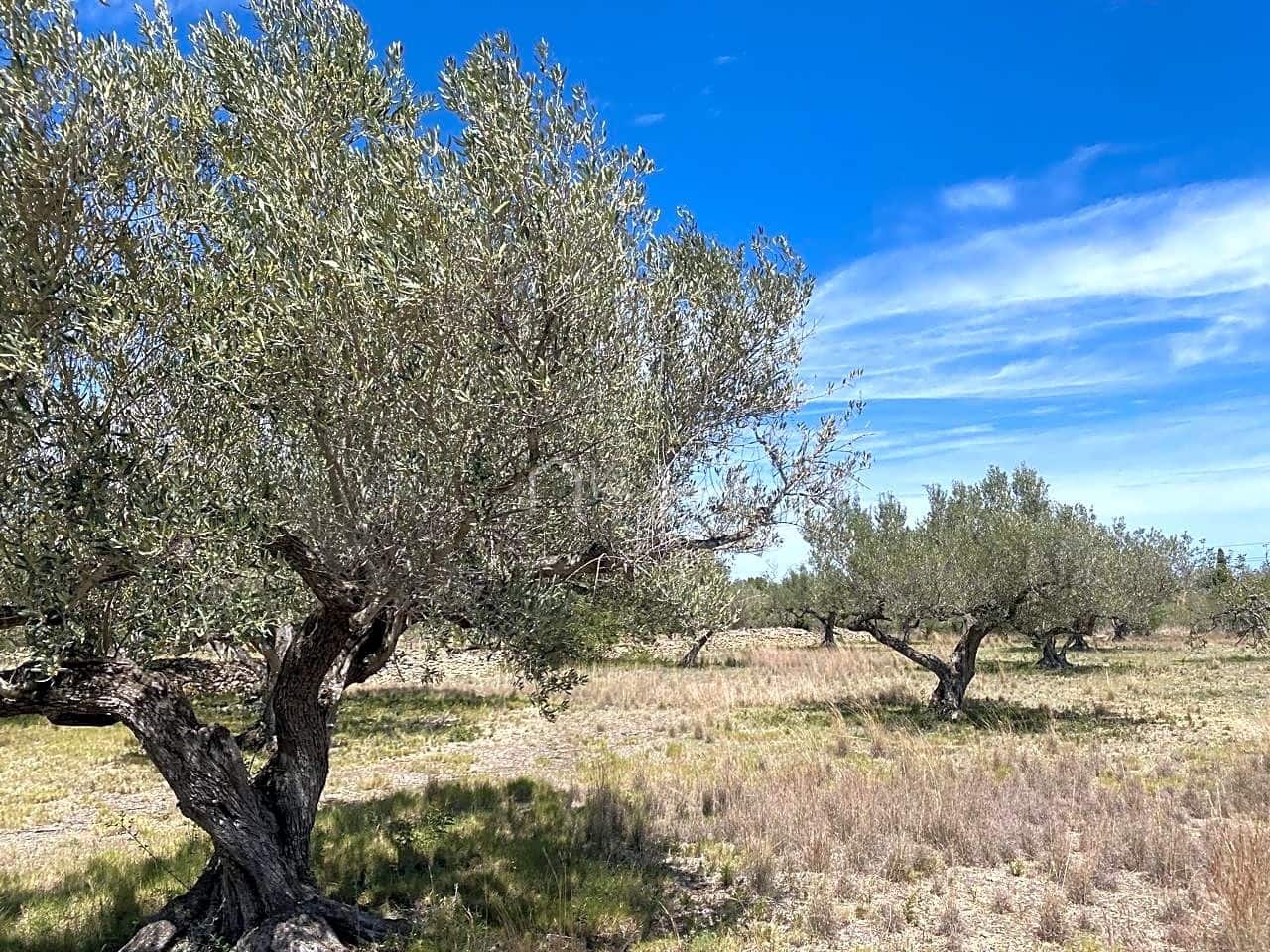 Ubebygd land til salgs i El Perello - € 55 000 (Ref: 7546423)