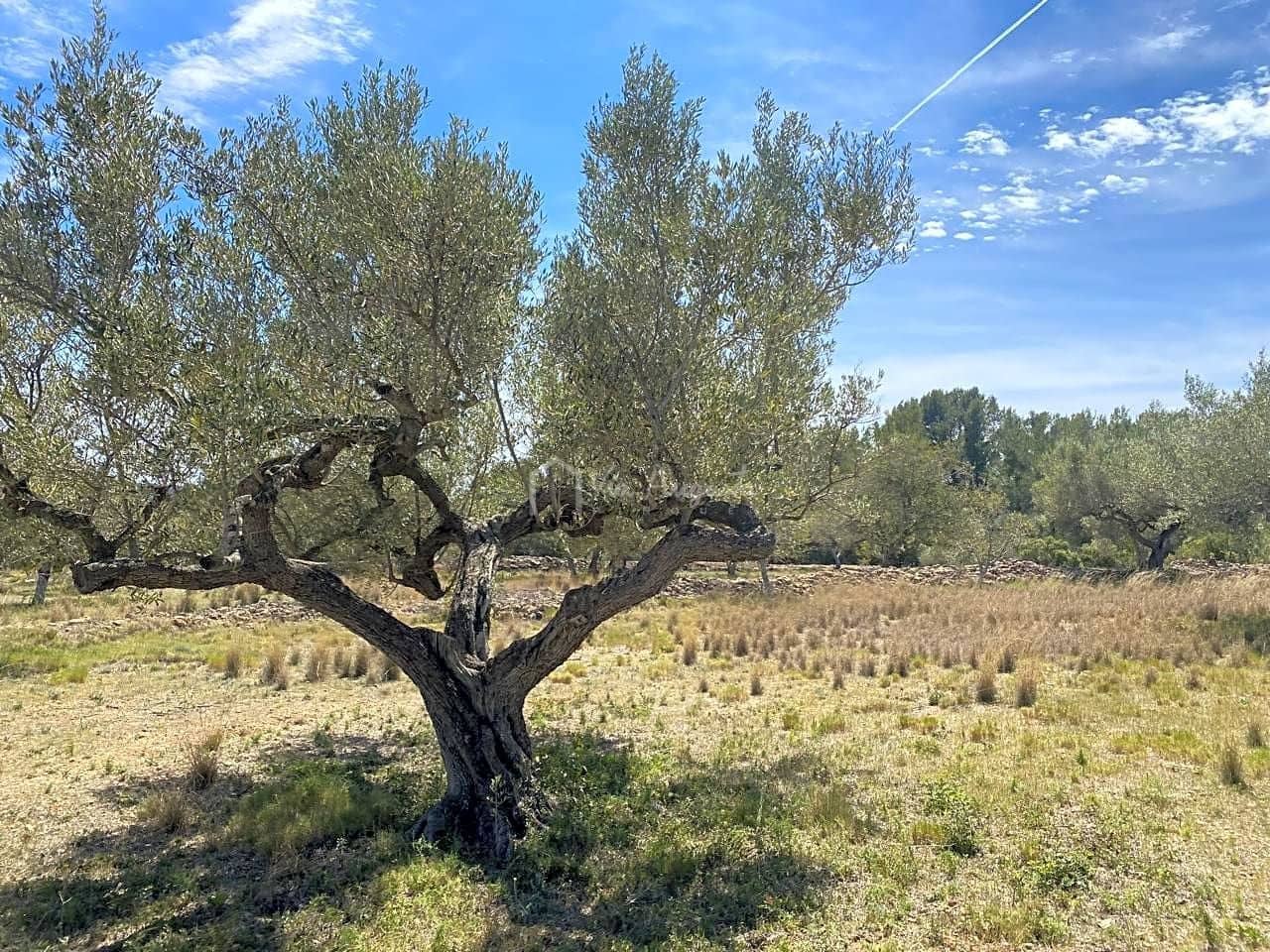 Ubebygd land til salgs i El Perello - € 55 000 (Ref: 7546423)