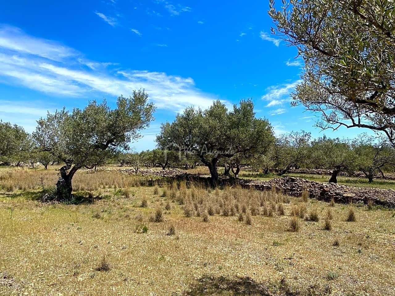 Ubebygd land til salgs i El Perello - € 55 000 (Ref: 7546423)