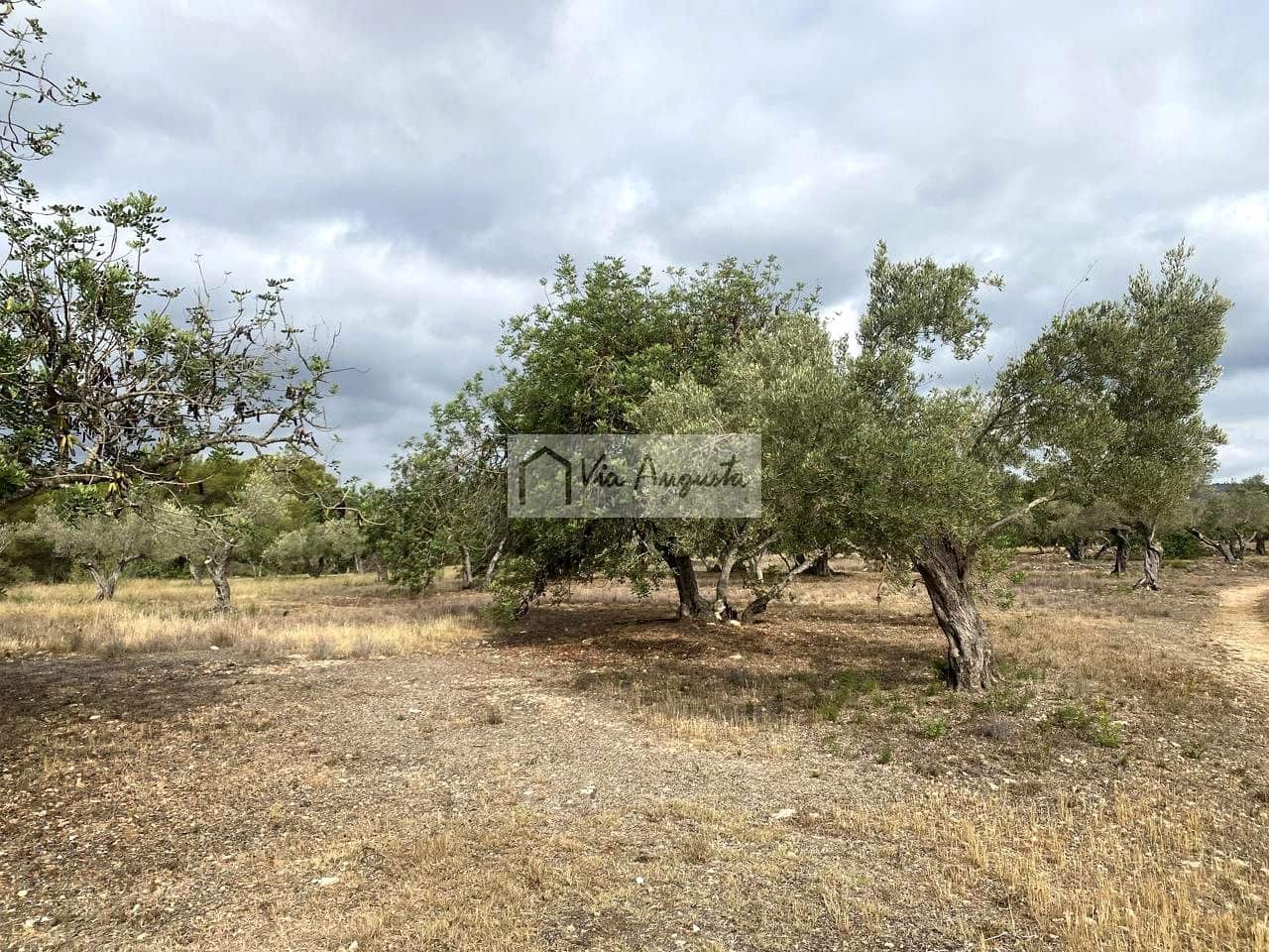 Terre non Aménagée à vendre à El Perello - 55 000 € (Ref: 7642286)