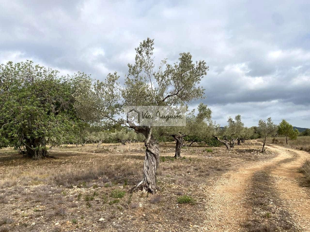 Terre non Aménagée à vendre à El Perello - 55 000 € (Ref: 7642286)