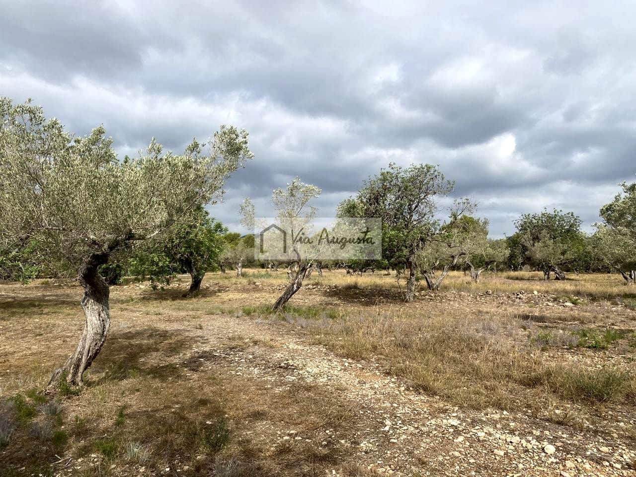 Terre non Aménagée à vendre à El Perello - 55 000 € (Ref: 7642286)