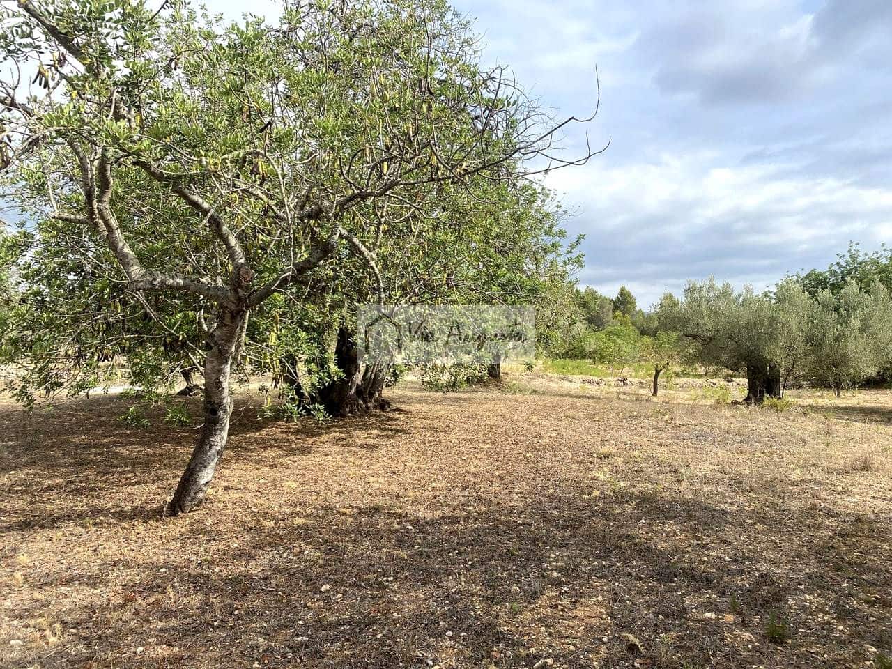 Terre non Aménagée à vendre à El Perello - 55 000 € (Ref: 7642286)