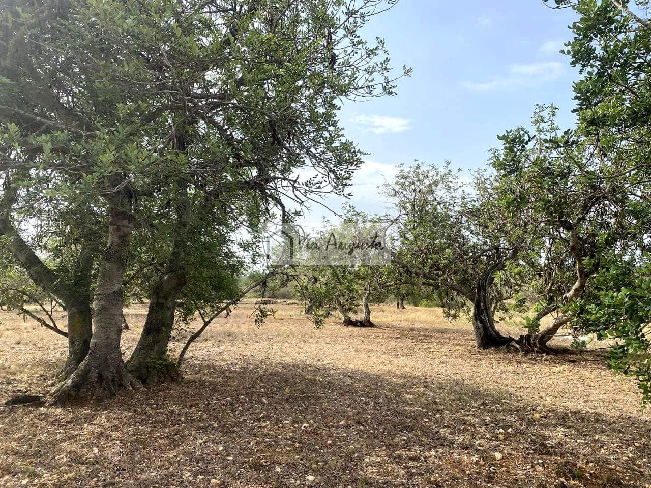 Terre non Aménagée à vendre à El Perello - 55 000 € (Ref: 7642286)